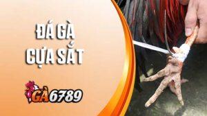 Cá cược đá gà cựa sắt tại GA6789