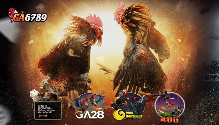 Các sảnh cược uy tín có tại Đá Gà GA6789 Các sảnh cược uy tín có tại Đá Gà GA6789