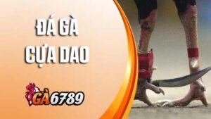Đá gà cựa dao tại GVUI