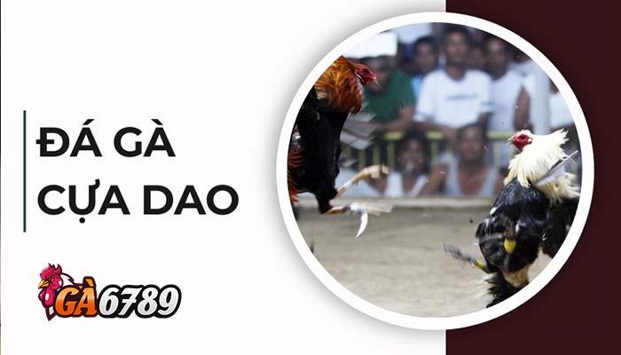 Giới thiệu đá gà cựa dao tại GVUI Giới thiệu đá gà cựa dao tại GVUI