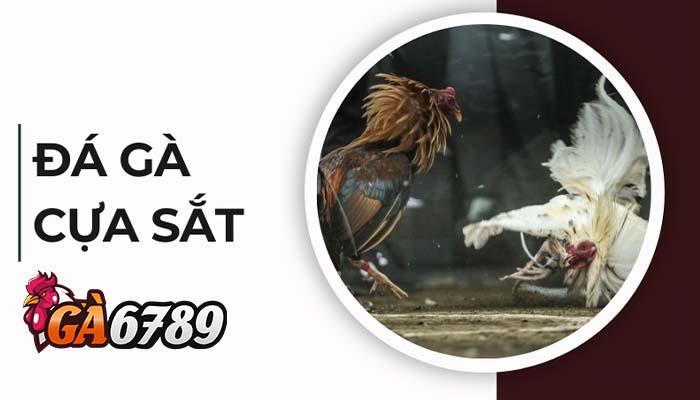 Giới thiệu đá gà cựa sắt tại GA6789 Giới thiệu đá gà cựa sắt tại GA6789