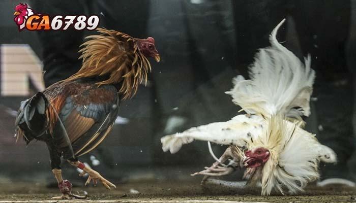 Luật chơi đá gà cựa sắt tại Đá Gà GA6789 Luật chơi đá gà cựa sắt tại Đá Gà GA6789